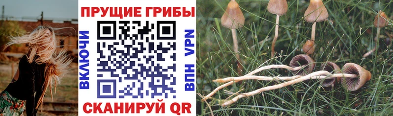 Псилоцибиновые грибы GOLDEN TEACHER  купить наркоту  Джанкой 